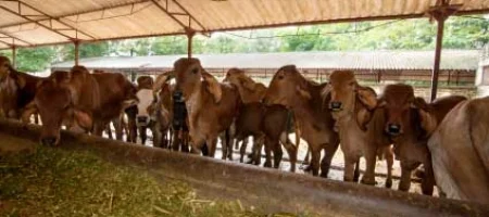 cow109