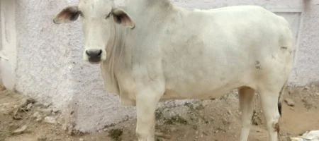 cow35
