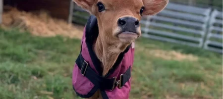 cow95