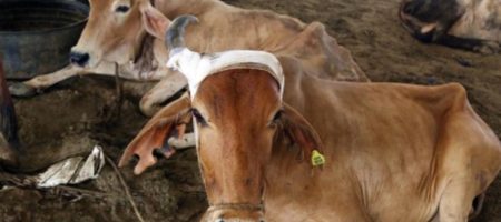 cow97_884x604