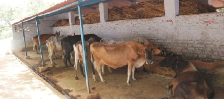 cow98